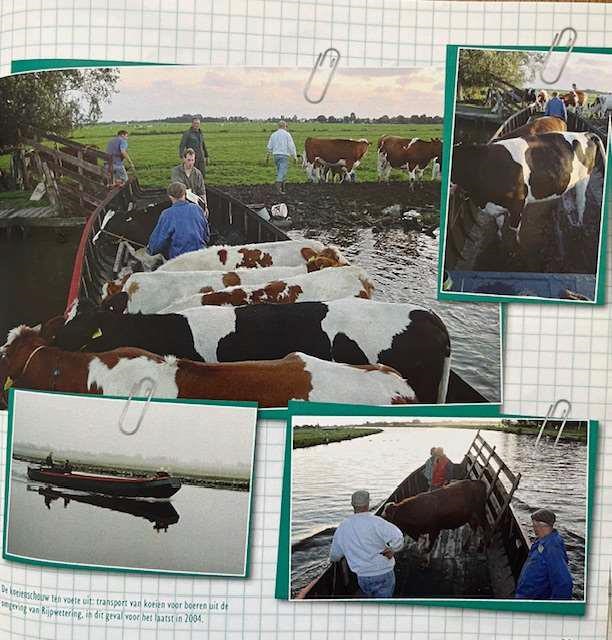 merda_cumba_koe (2).jpg